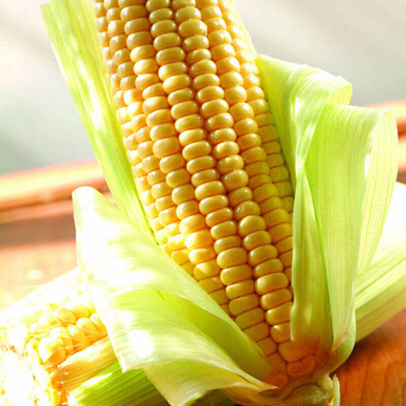  Corn Seed Drying Process